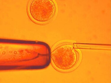 Cultivo prolongado perjudica las células madre