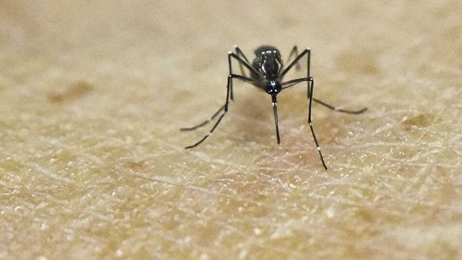 Colombia confirma dos casos de microcefalia asociados a zika