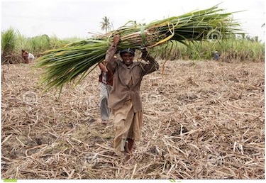 La mayor cosecha de azúcar en la India aumentaría el excedente mundial