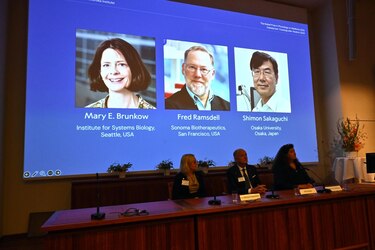 El Nobel de Medicina reconoce los descubrimientos sobre cómo se regula el sistema inmune