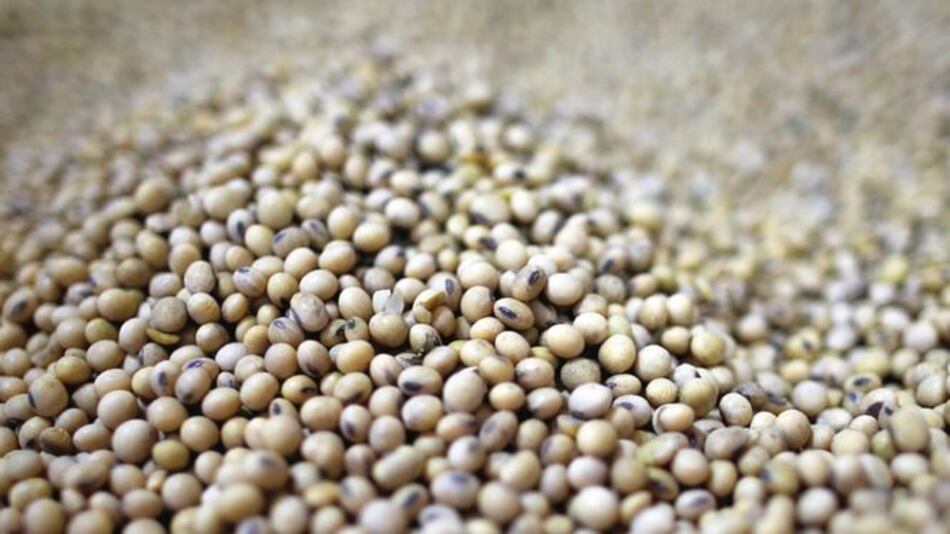 China reduce importaciones de soja brasileña