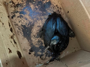 Salvan más de 200 aves cubiertas de crudo en el mar Negro