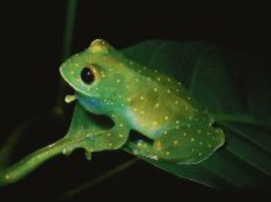 Asesino microscópico