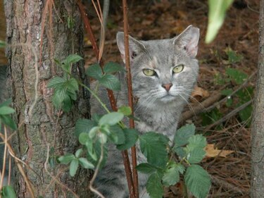 Realizan campaña de esterilización de gatos salvajes en EU