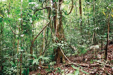 El aumento de las lianas en los bosques, las perturbaciones naturales y el cambio climático