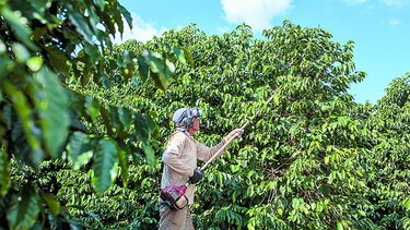 Broca arruina cosecha de café