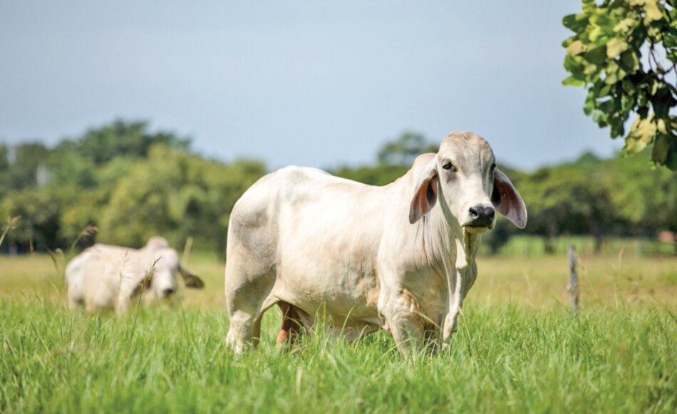 Productos alimenticios fortalecieron los envíos entre enero y junio