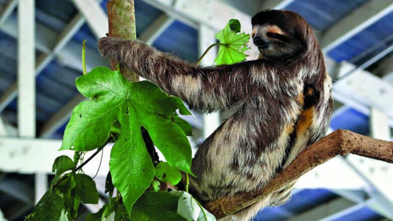 Un refugio para perezosos