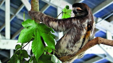 Un refugio para perezosos