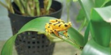 Nueva ‘extinción masiva’