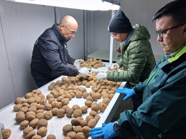 Panamá busca variedades de semillas de papa para siembra comercial