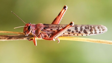 5 formas en las que los insectos toman decisiones y resuelven problemas