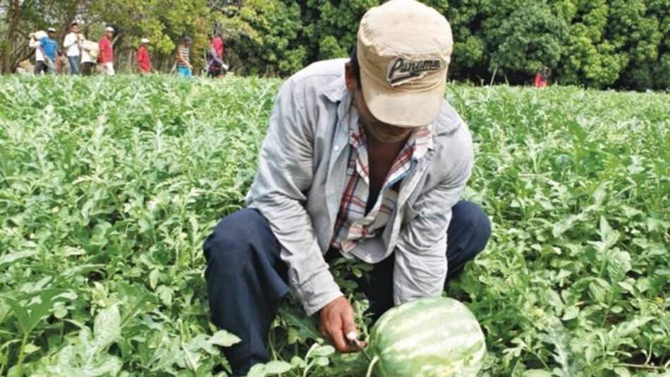Altas temperaturas en el arco seco provocan ataque de plagas
