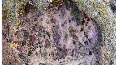 Científicos encuentran inusuales huellas de dinosaurios del Jurásico