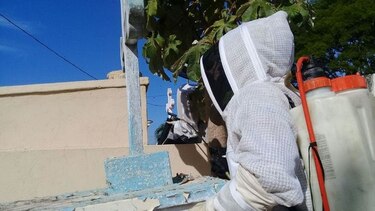 311 reportes de abejas africanizadas en la provincia de Herrera