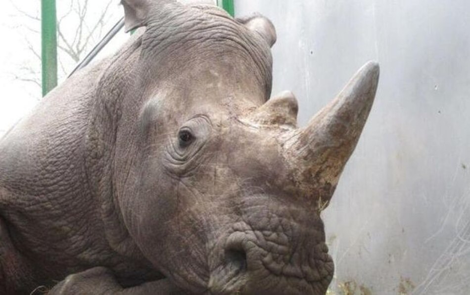 Matan a un rinoceronte en un zoológico francés para robarle un cuerno
