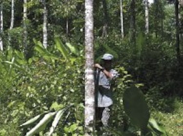 Innova Investigación forestal