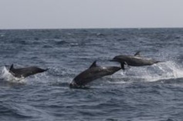 Temporada de avistamiento de ballenas en Panamá