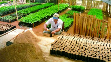 Comienza reforestación en Azuero