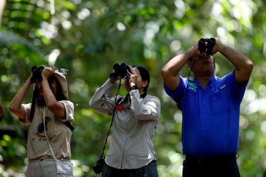 Observadores de aves se despliegan por Panamá en el Global Big Day 2024