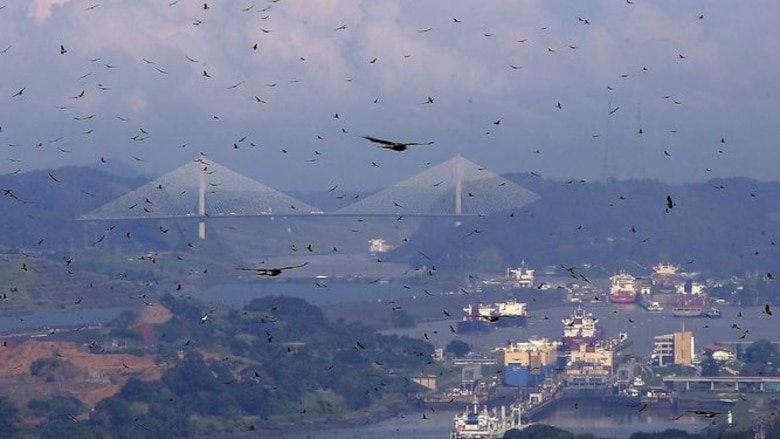 Por qué la migración de aves cambia rutas de vuelo en Panamá y activa alerta preventiva