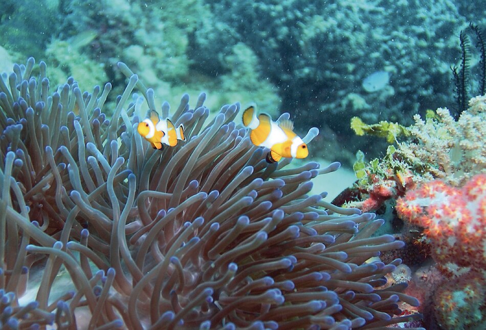 La Unesco crea una cartografía de las especies marinas del mundo gracias al ADN en el agua