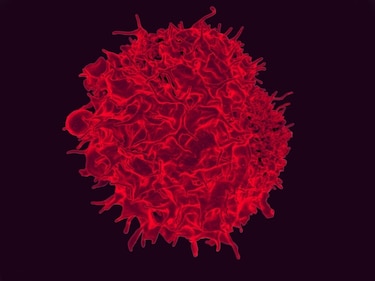 Una vacuna experimental contra el cáncer se muestra prometedora en estudios con animales