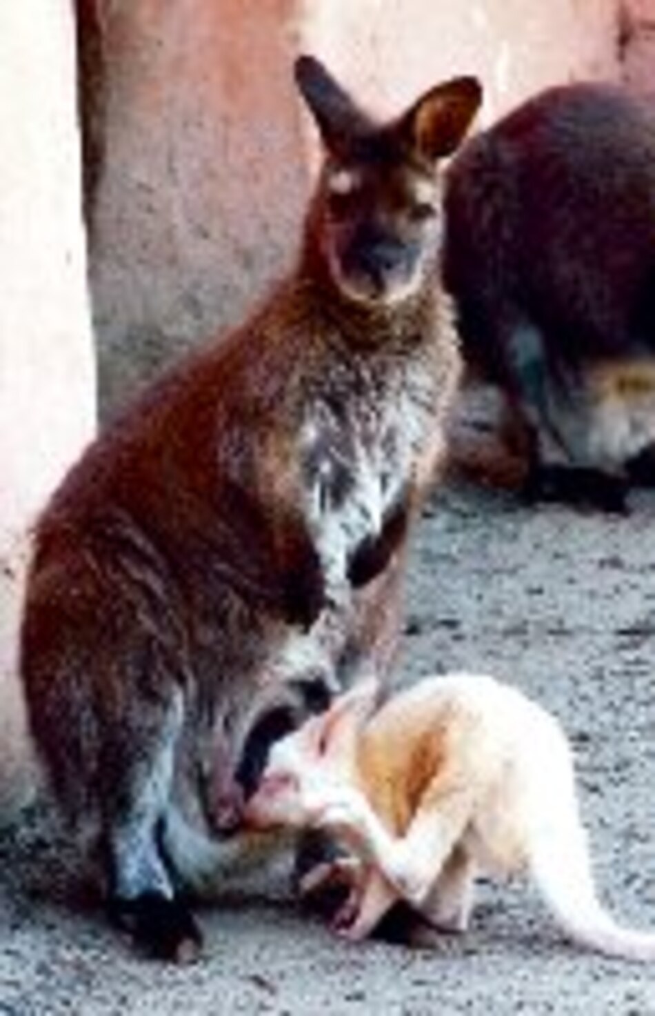 El canguro, en el menú ruso