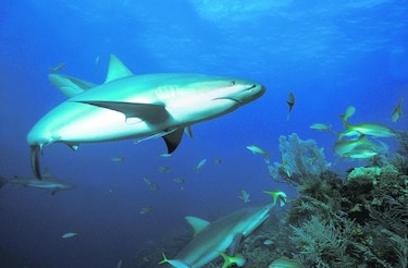 Costa Rica espera denuncia colombiana por matanza ilegal de tiburones