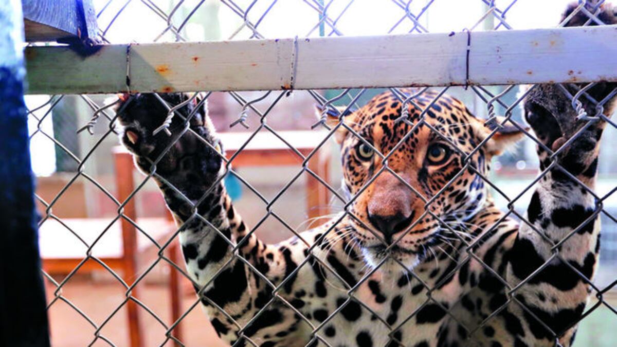Fiona tiene dos años y medio y fue rescatada tras la muerte de su madre. La Prensa\Ana Rentería