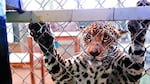 Fiona, embajadora de los jaguares