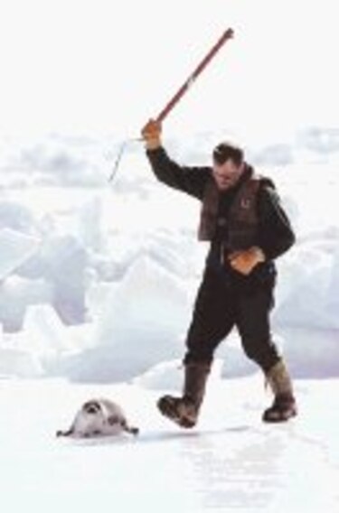 Tierramérica Se extiende caza de focas