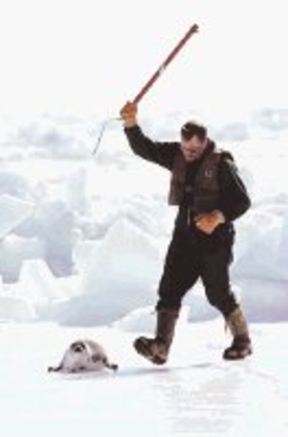 Tierramérica Se extiende caza de focas