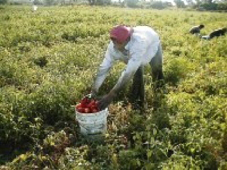 51% más cuesta producir tomate