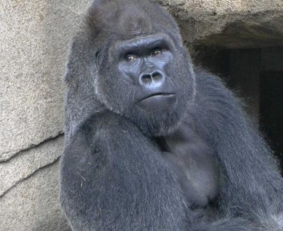 Zoológico de Cincinnati tiene nuevo gorila