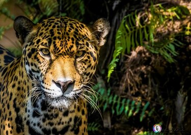 Felinos silvestres: Un llamado a la preservación