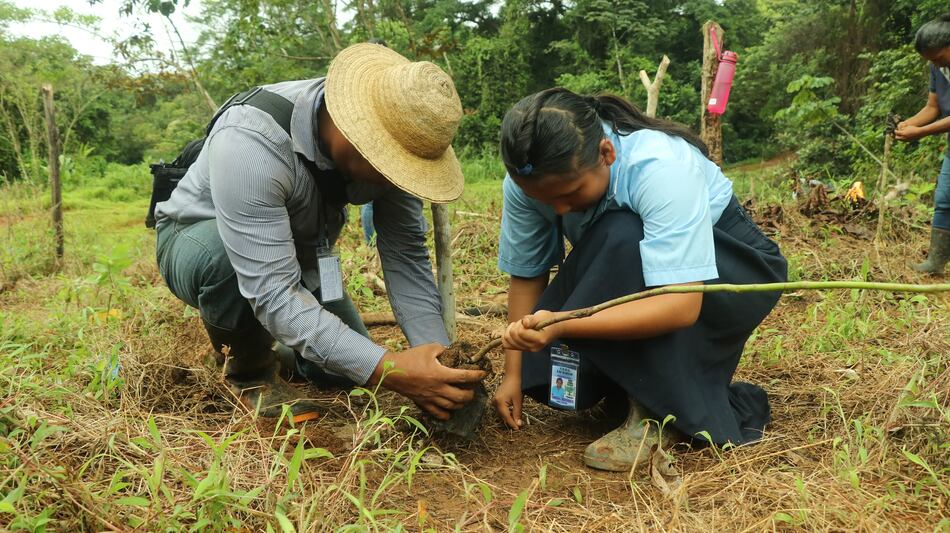Canal de Panamá y comunidades reforestan la cuenca del río Indio con especies nativas