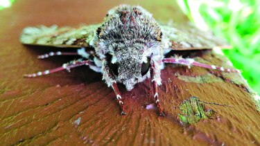 La gran familia de insectos