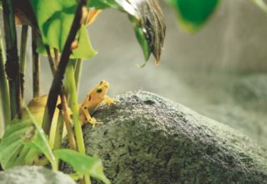 Hoy se conmemora el Día Nacional de la Rana Dorada