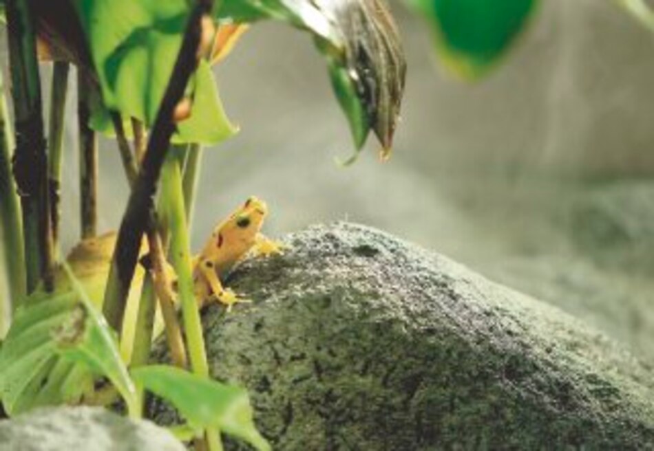 Hoy se conmemora el Día Nacional de la Rana Dorada