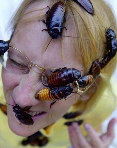 Iniciativa ofrece nombrar cucaracha de Madagascar con el nombre de tu ex