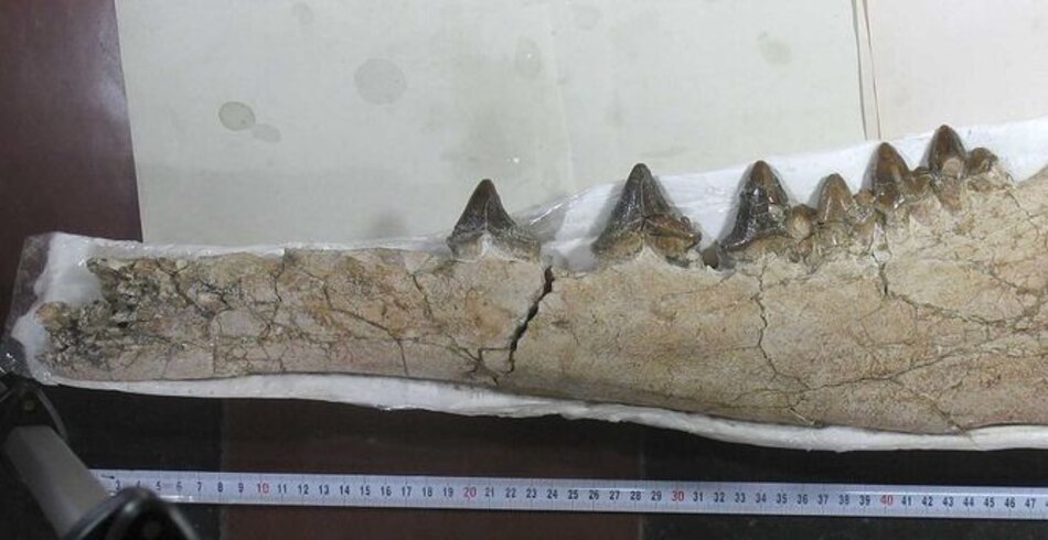Descubren una ballena cuadrúpeda de 42 millones de años en Perú