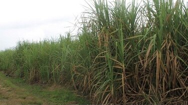 Comunidad de Alanje denuncia contaminación por quema de caña