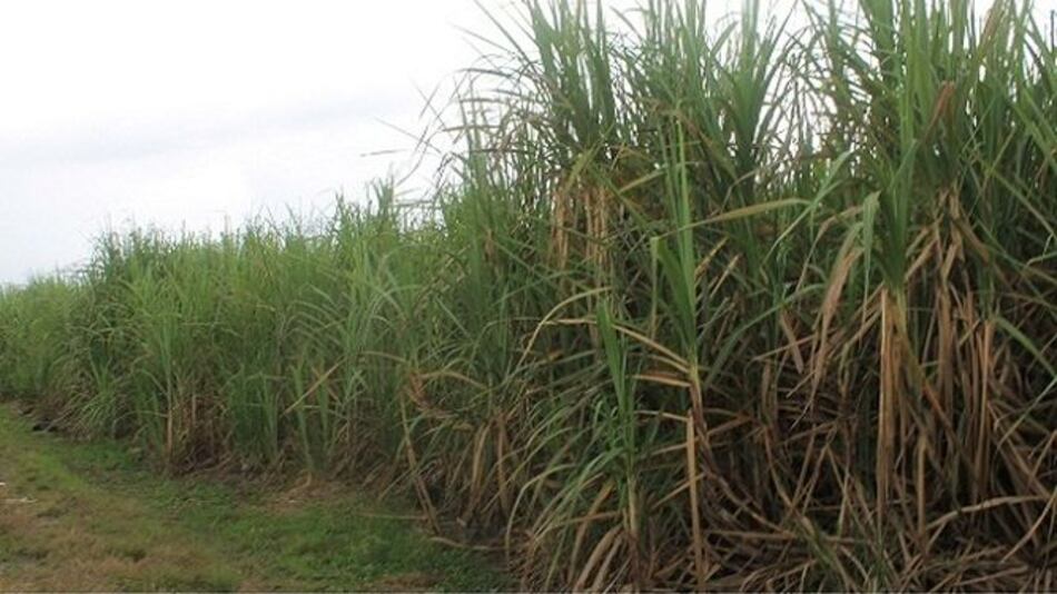 Comunidad de Alanje denuncia contaminación por quema de caña