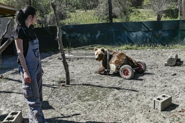 Un refugio en Grecia para osos y lobos traumatizados