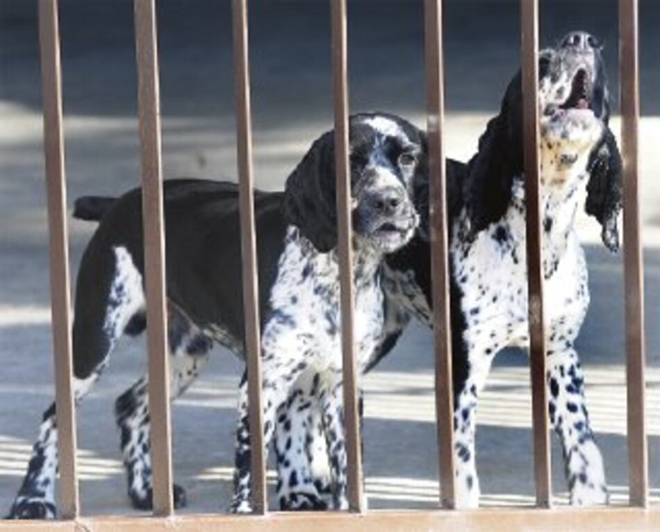 El ladrido sin control