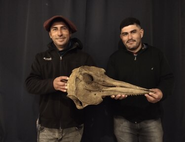 Encuentran en Argentina un cráneo de delfín con 5,000 años de antigüedad