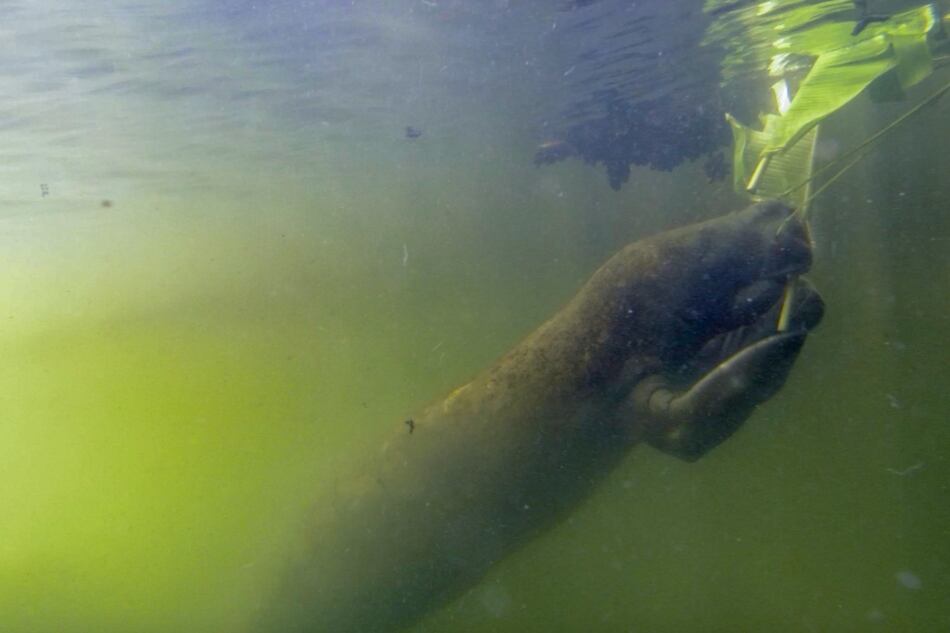 Manatíes: grupo bullicioso