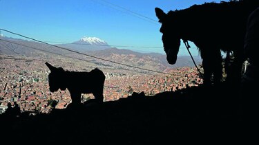 El secreto de la leche de burra