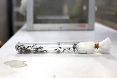 Imparable urbanización y servicio deficiente de agua disparan el dengue